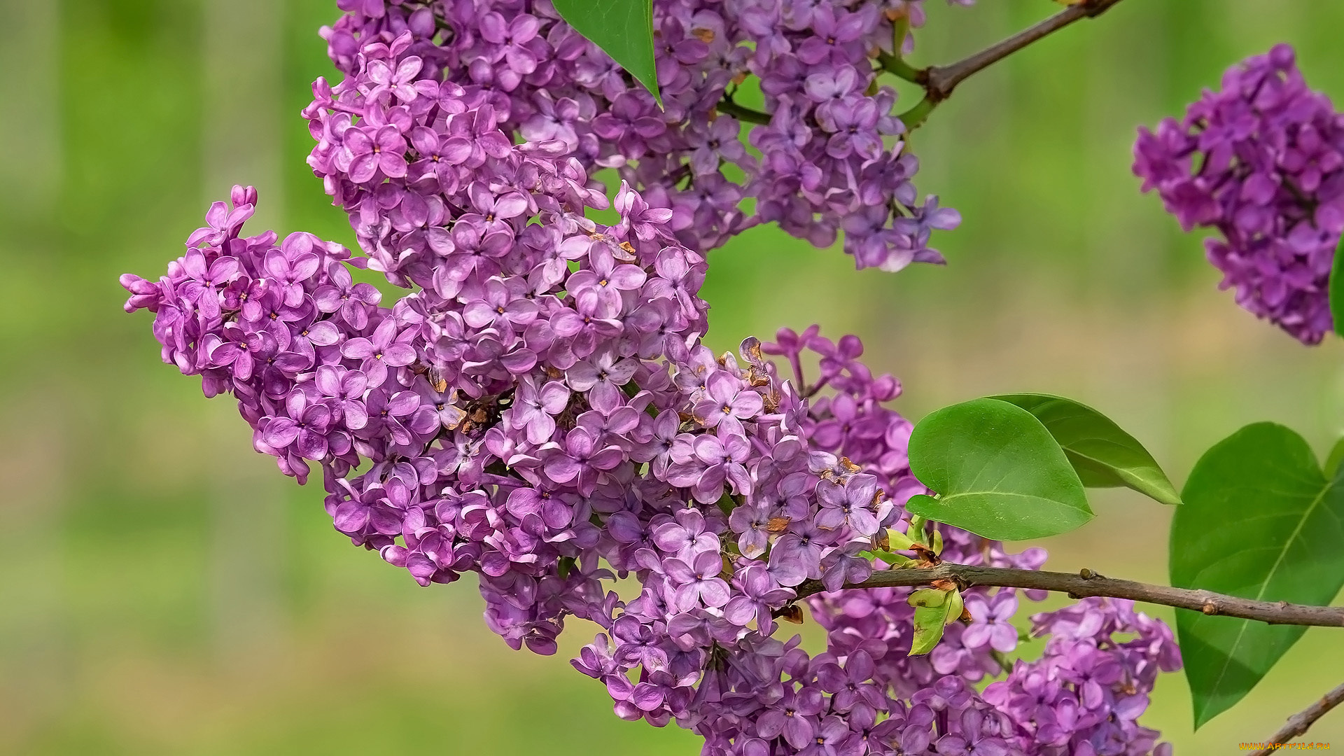 цветы, сирень, весна, лиловая, ветка