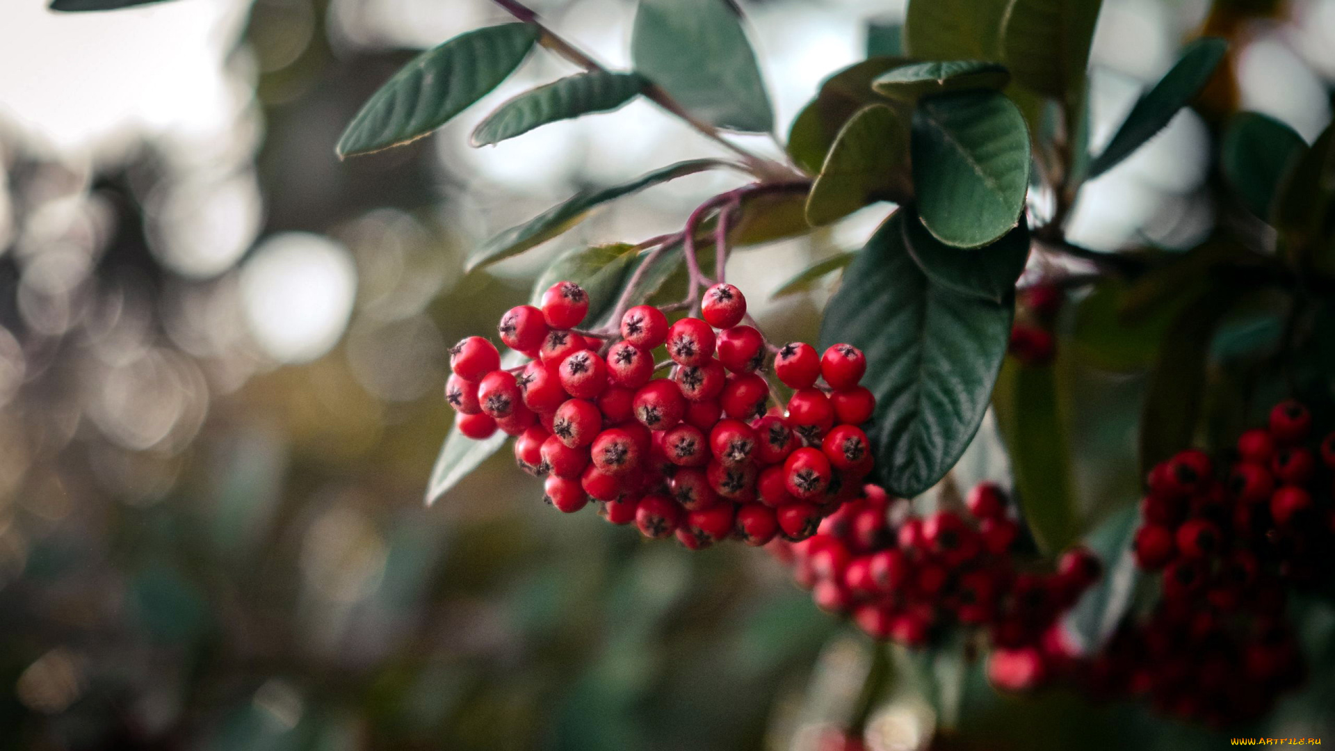 природа, ягоды, , рябина, рябина