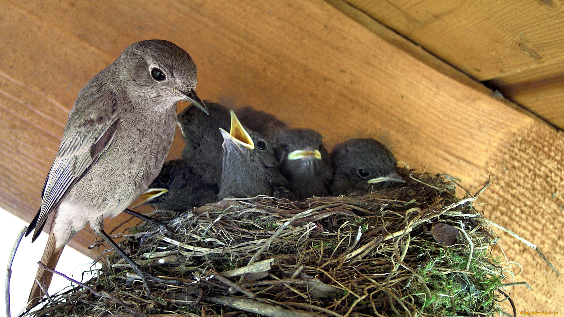 животные, птицы, птица, гнездо, птенцы