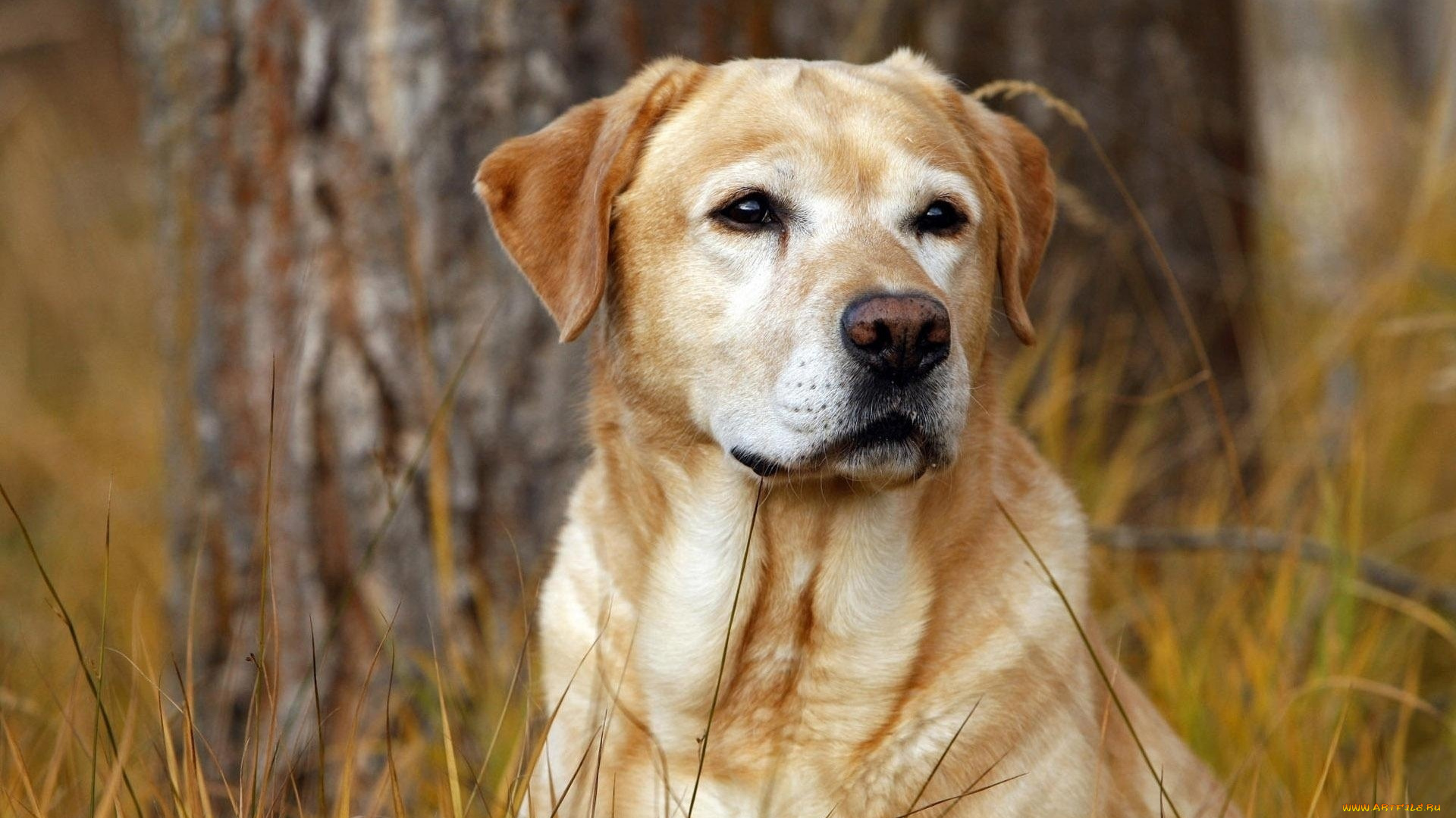 животные, собаки, собака, лабрадор, трава