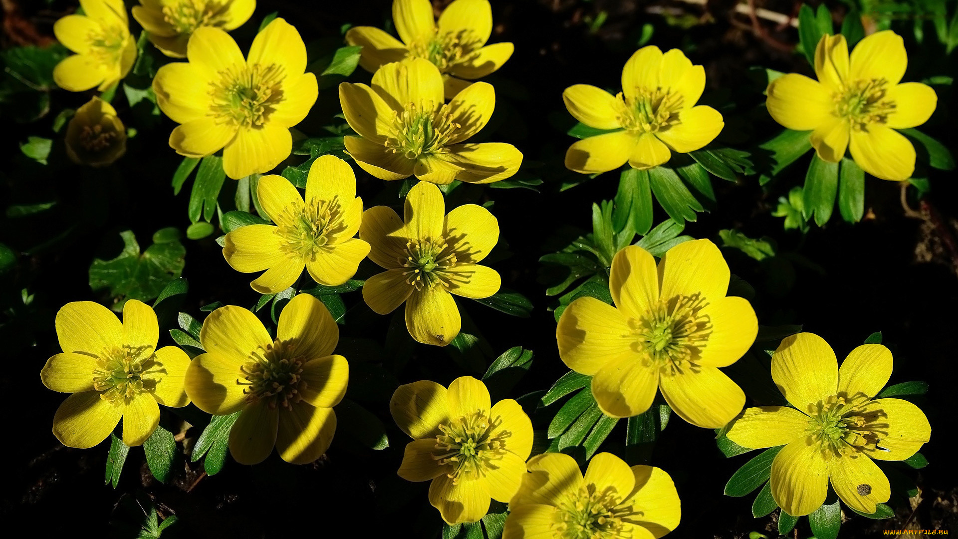 зимний, аконит, цветы, зимний, аконит