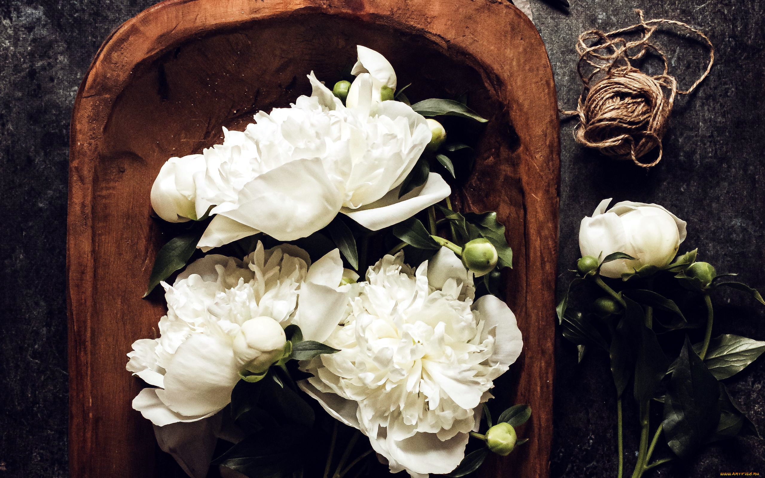 цветы, пионы, белые