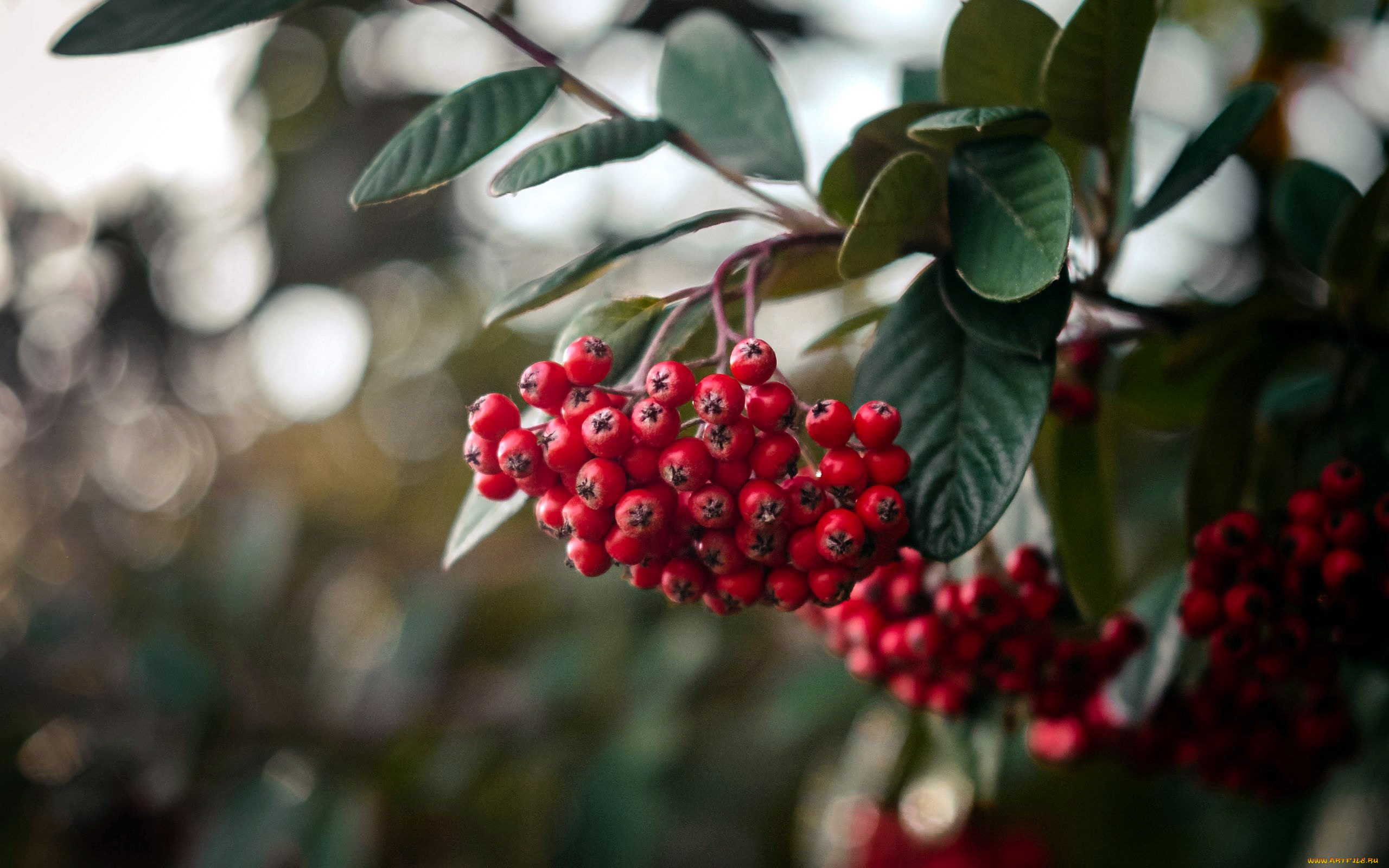 природа, ягоды, , рябина, рябина