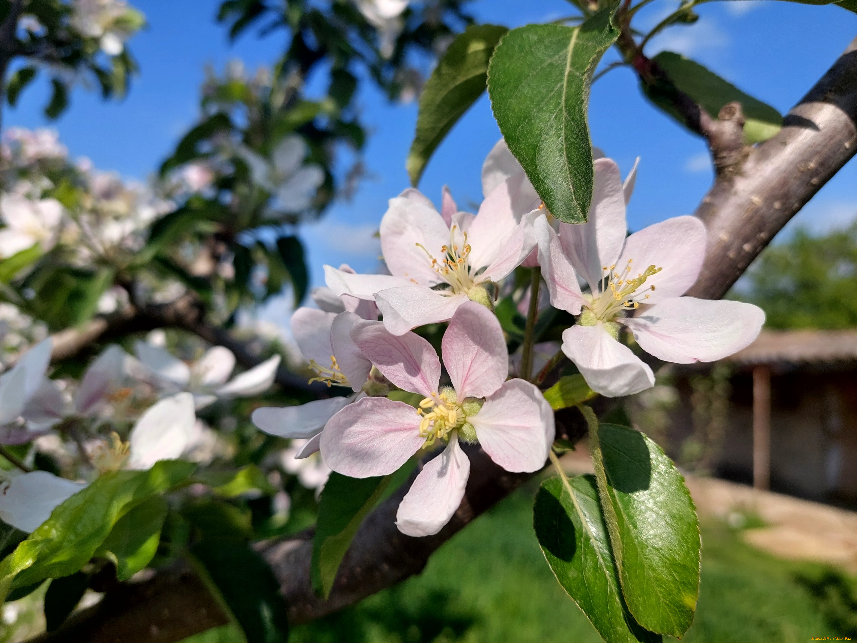 цветы, цветущие, деревья, , , кустарники, яблоня, цветение, весна, 2022