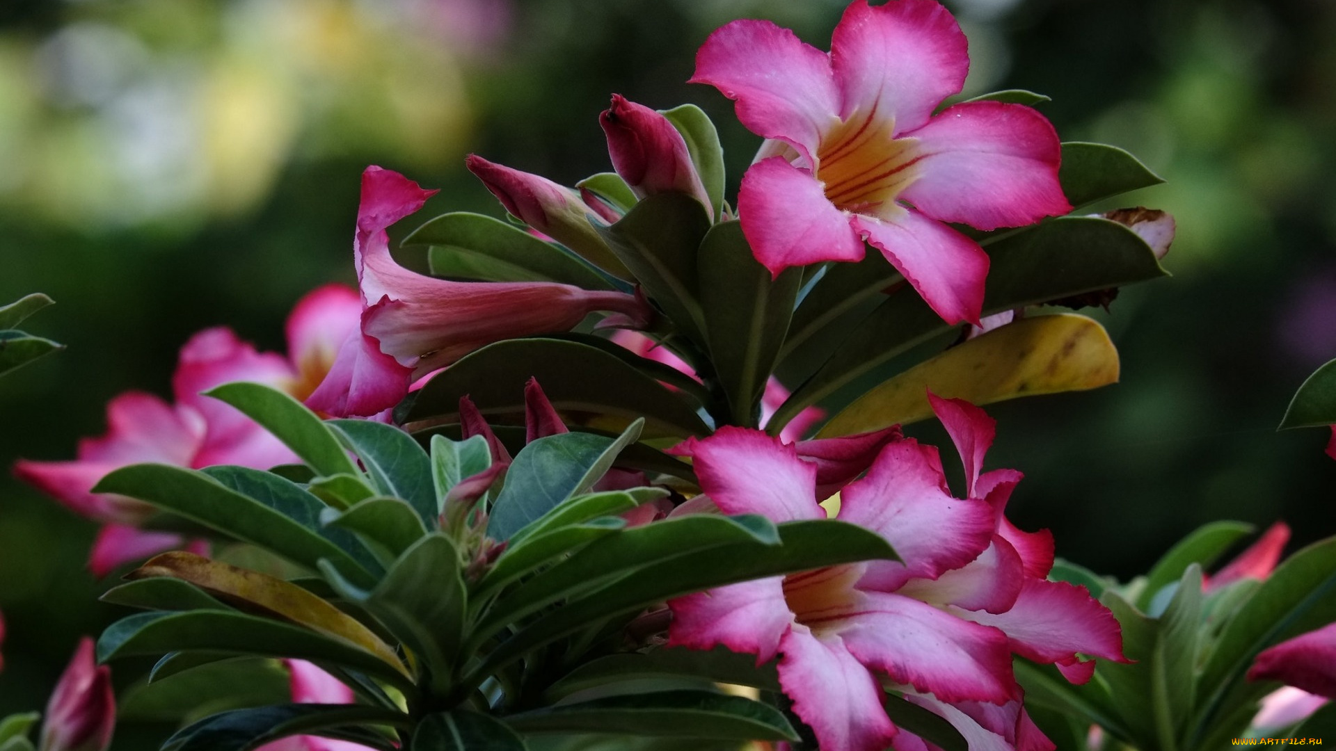 цветы, адениум, , мандевилла