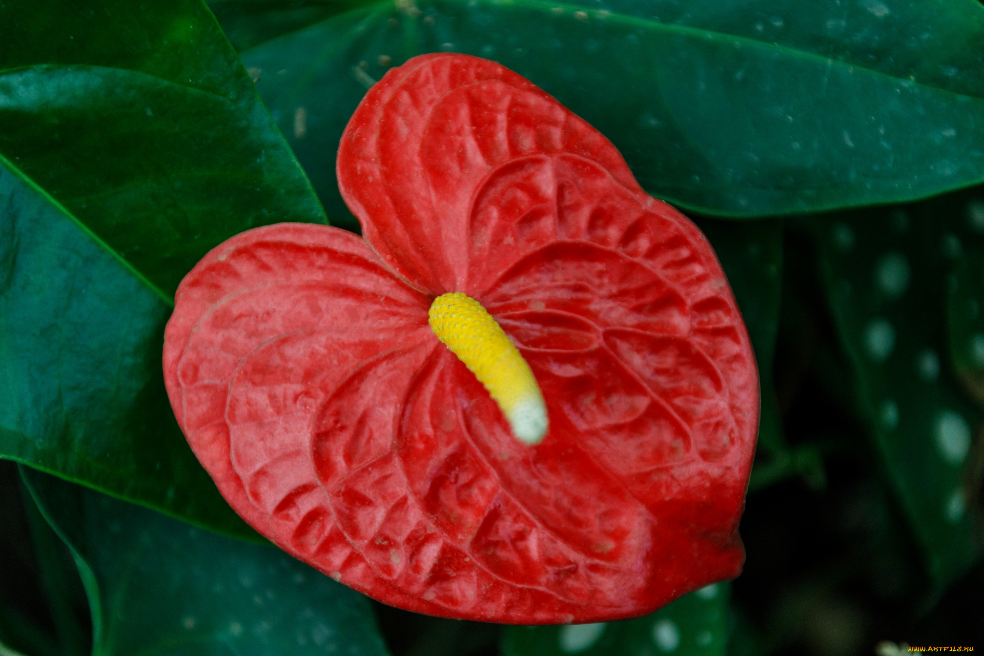 цветы, антуриум, , цветок, фламинго, алый, антуриум, макро