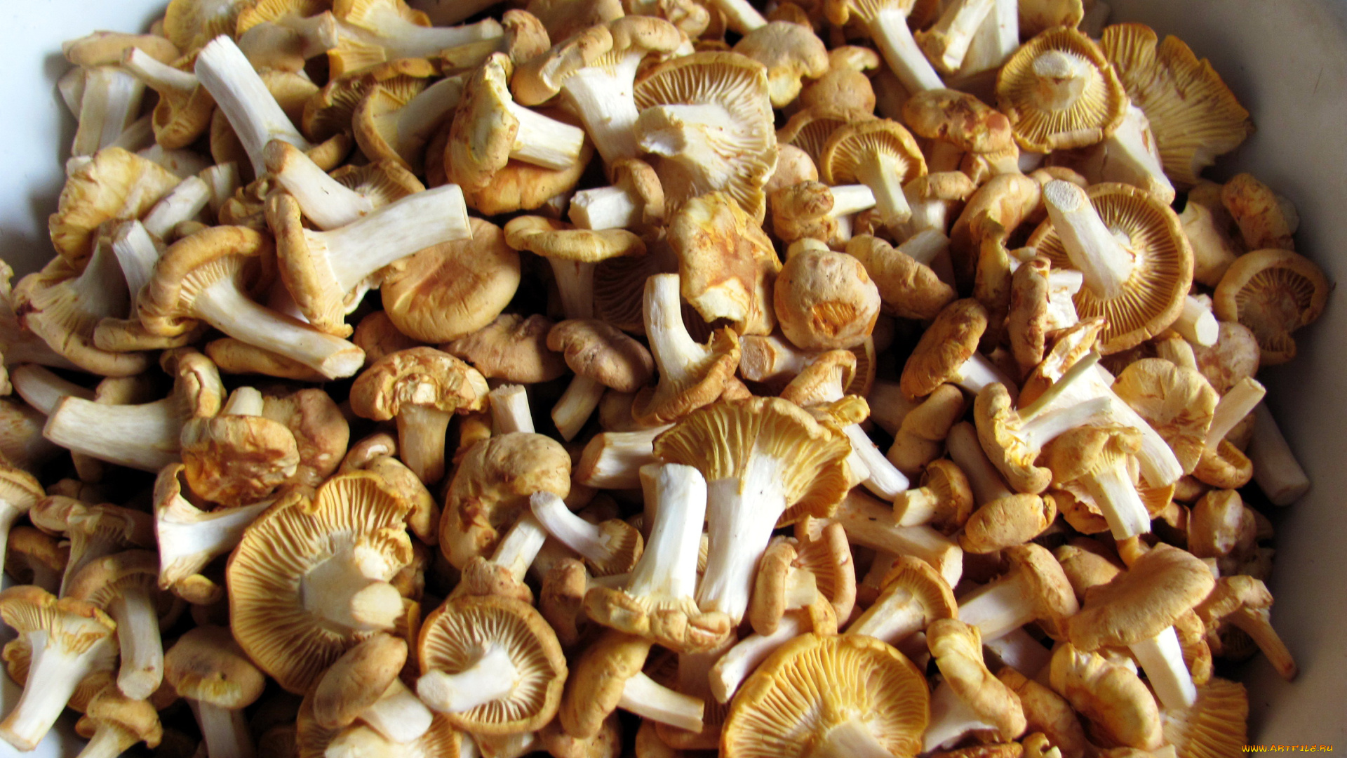 еда, грибы, , грибные, блюда, лисички