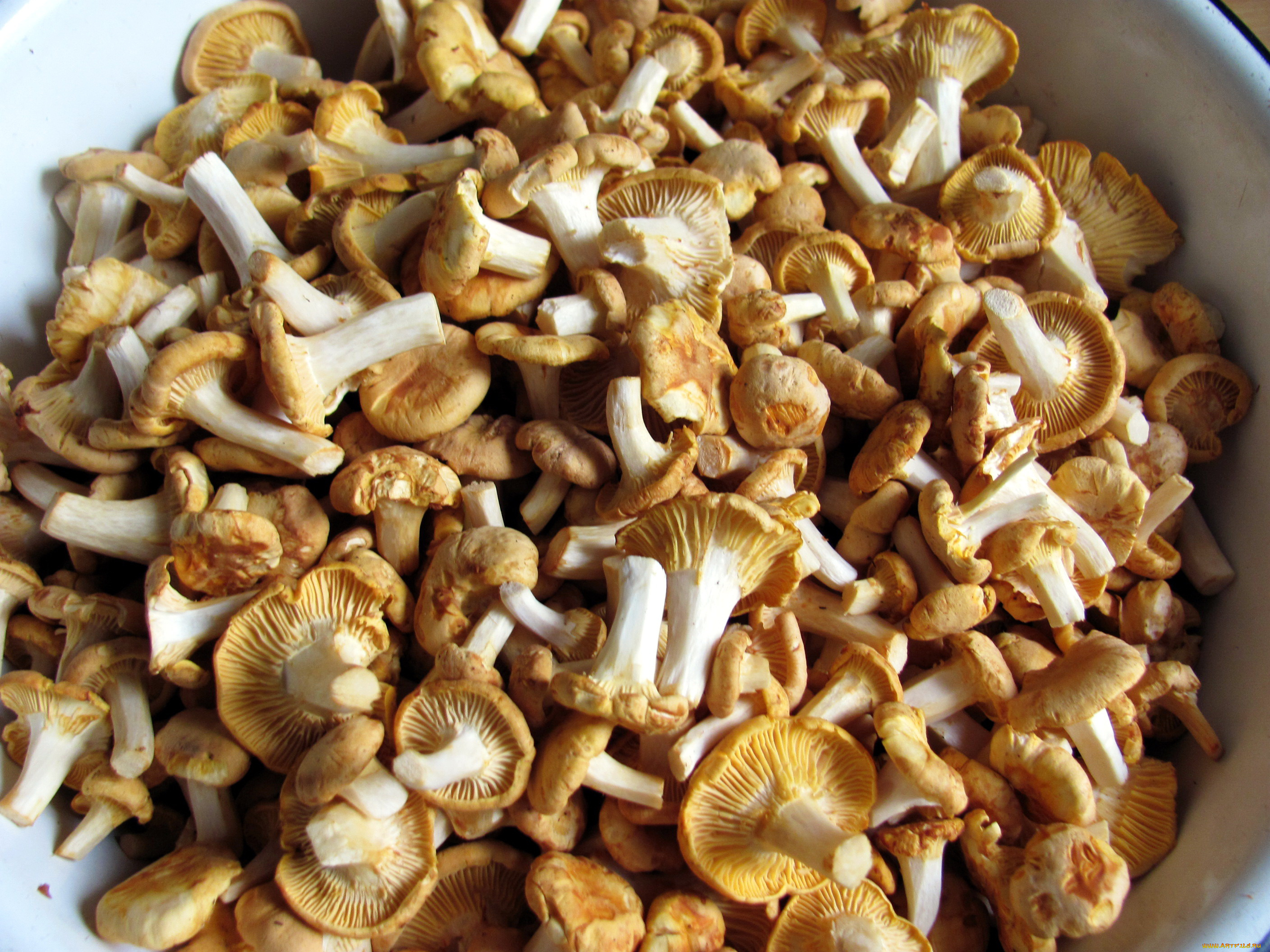 еда, грибы, , грибные, блюда, лисички