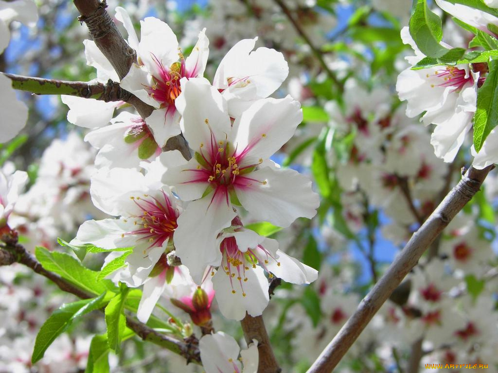 цветы, цветущие, деревья, кустарники