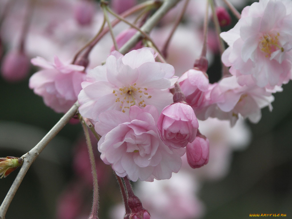 цветы, сакура, вишня