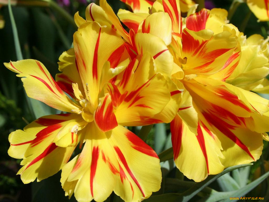 цветы, тюльпаны