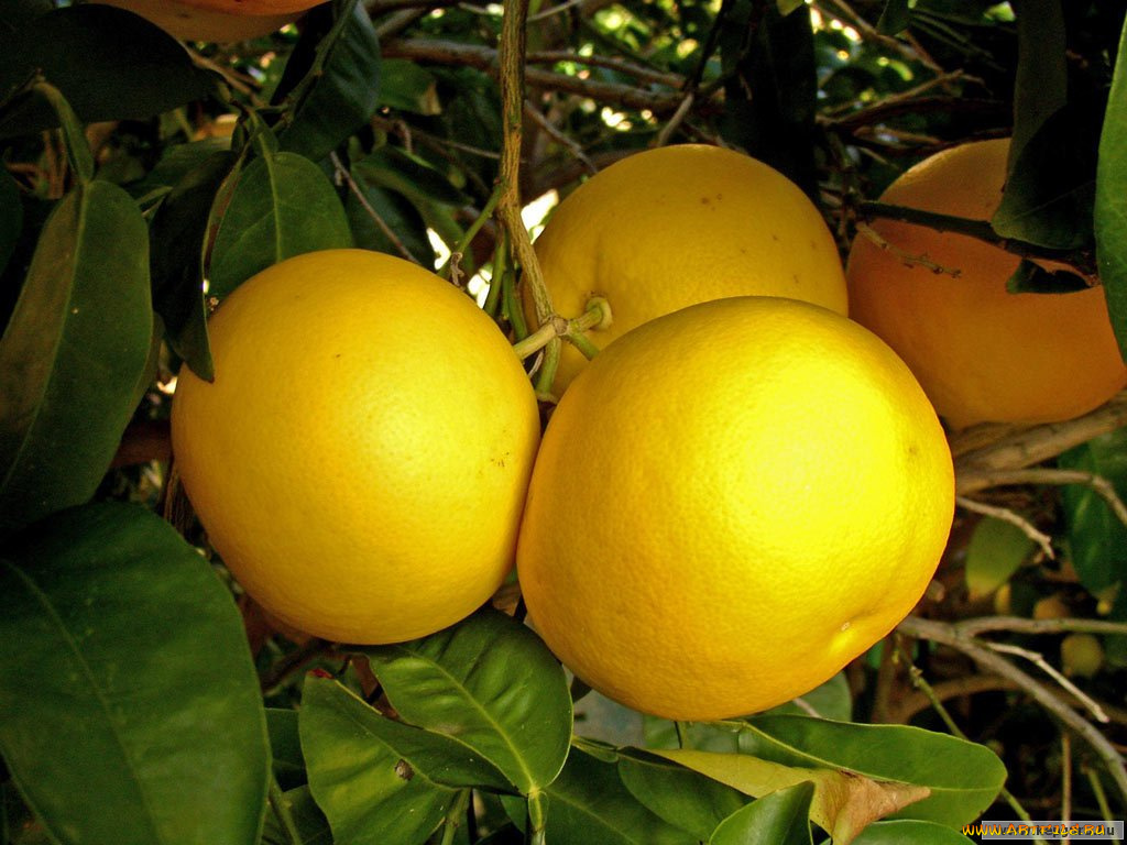 еда, фрукты, ягоды