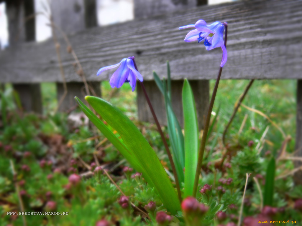 первоцвет, цветы, подснежники, белоцветник