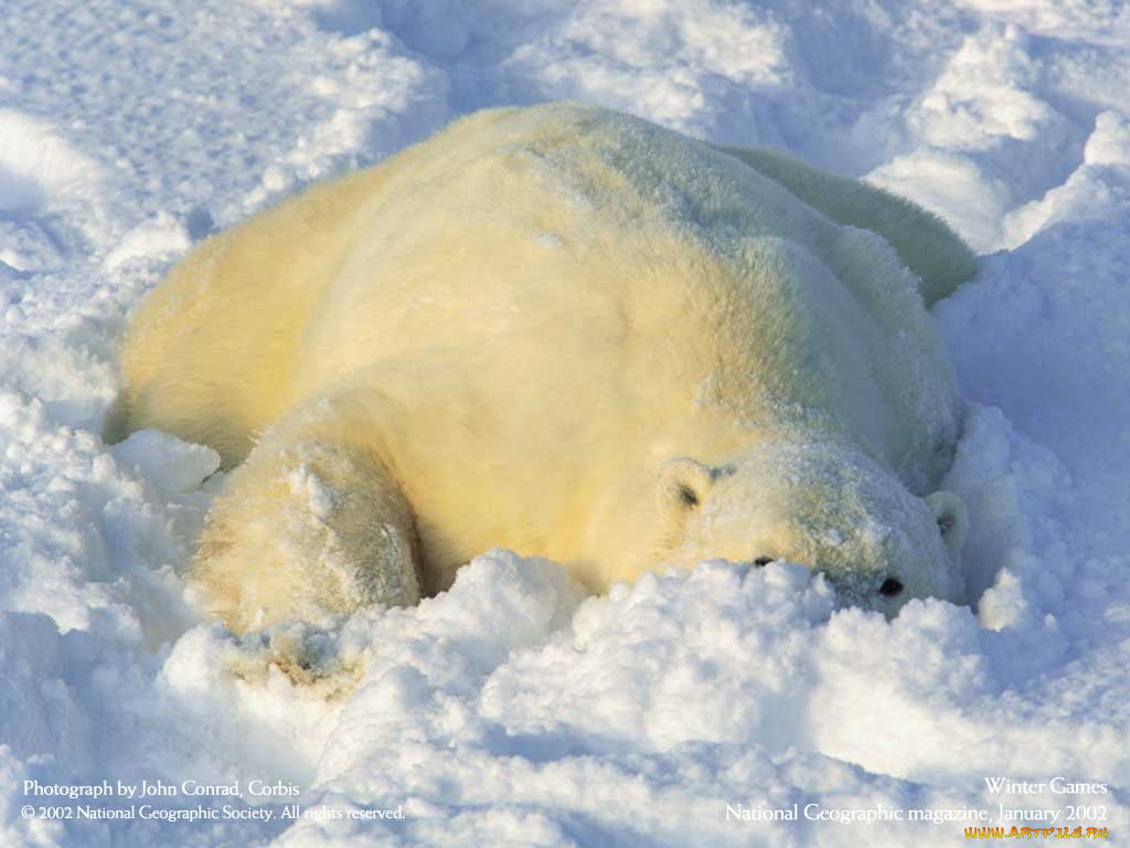 животные, медведи