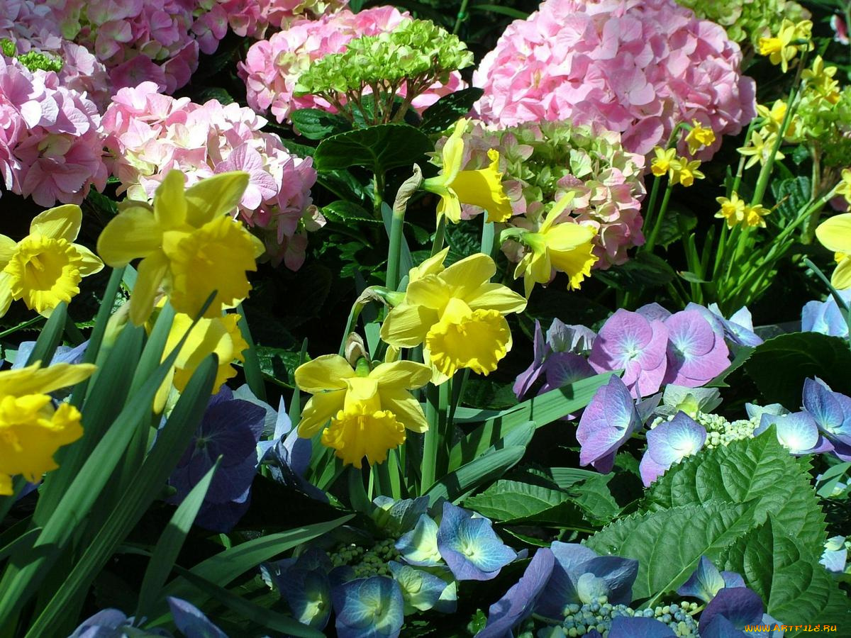 цветы, разные, вместе