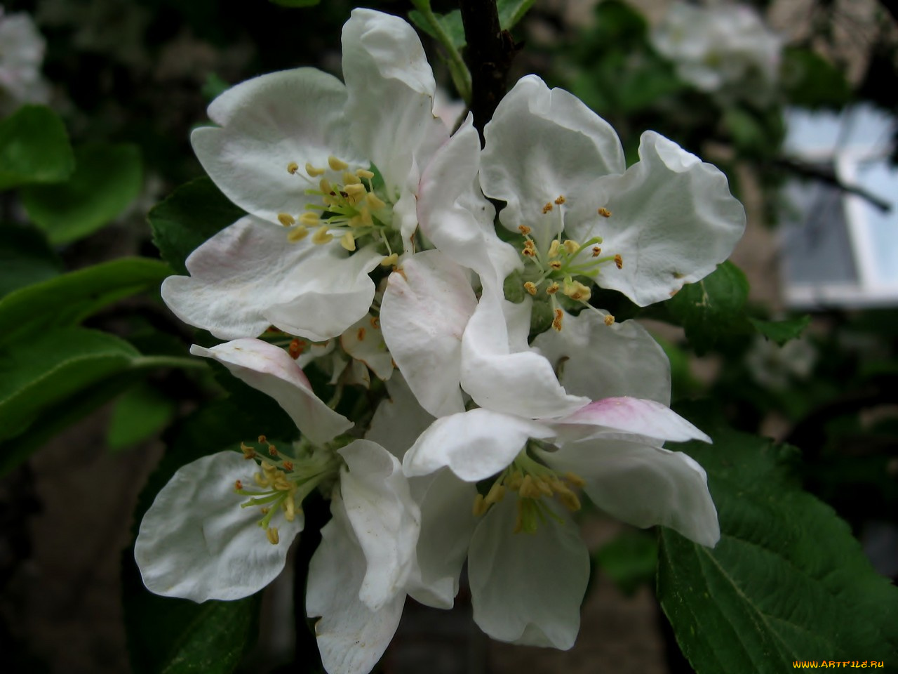 цветы, цветущие, деревья, кустарники