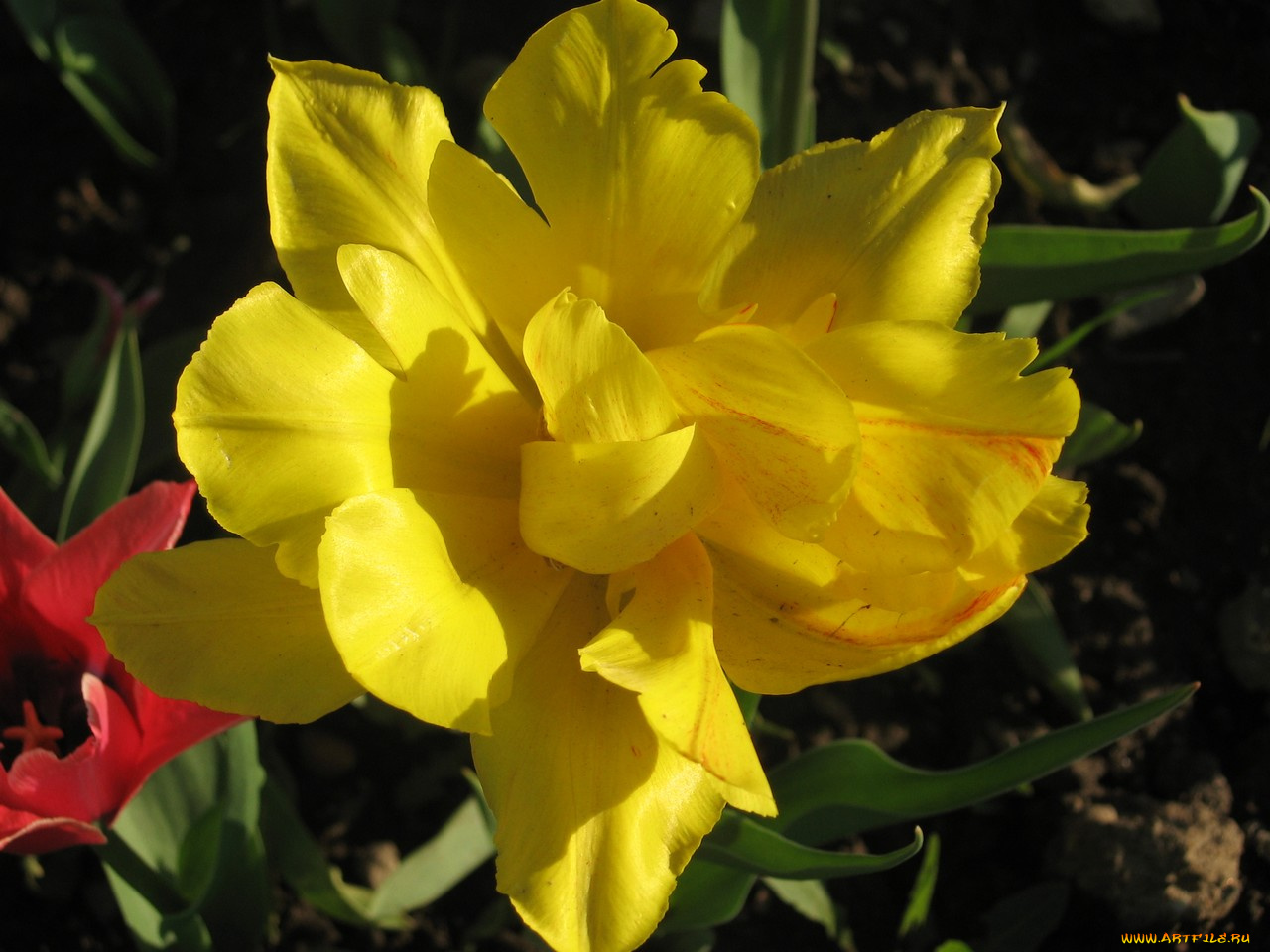 цветы, тюльпаны