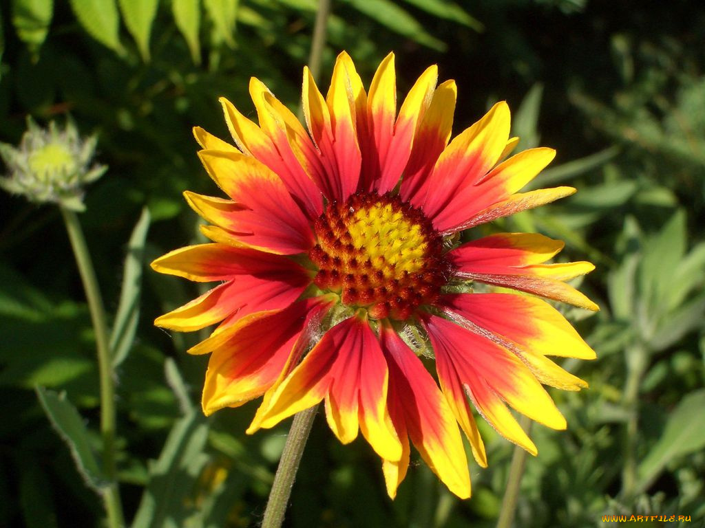 цветы, гайлардии, гелениумы