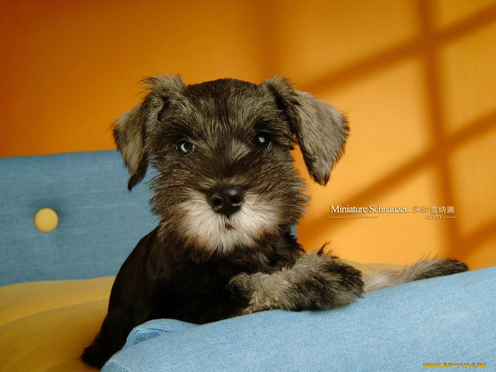 животные, собаки