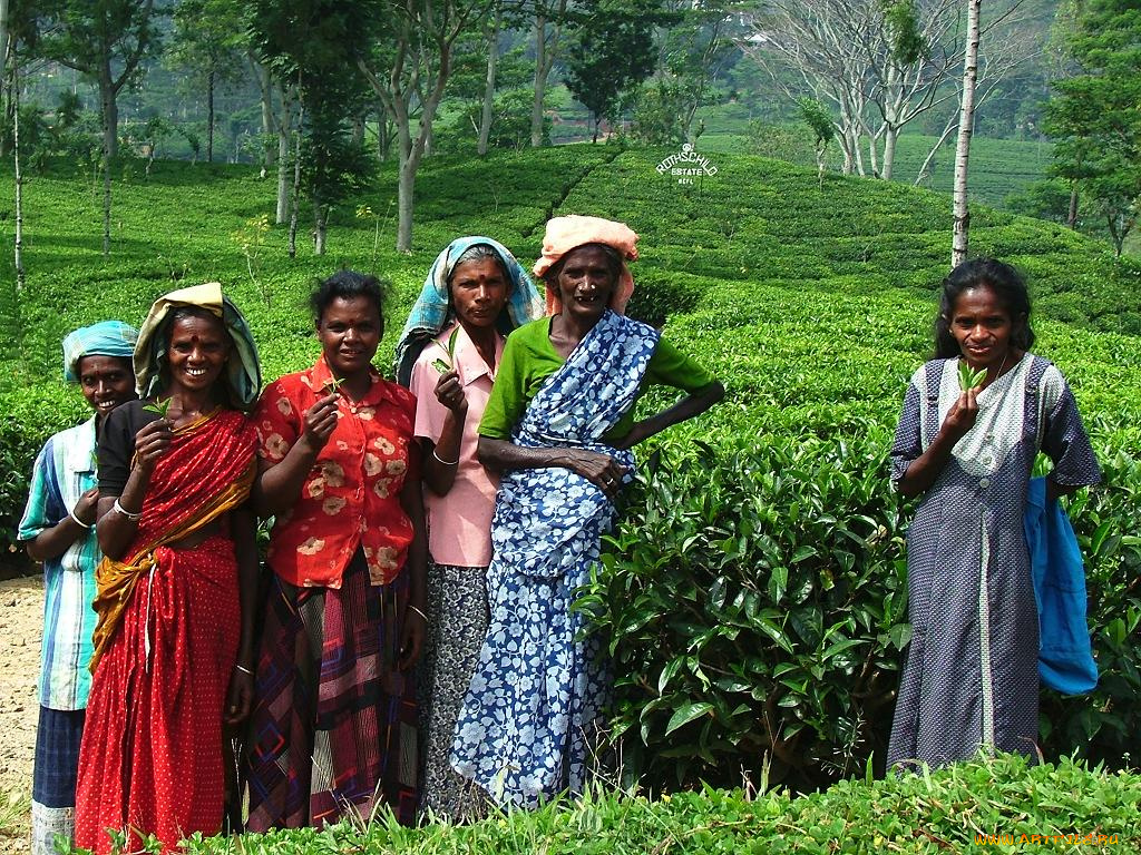 сборщицы, чая, разное, люди