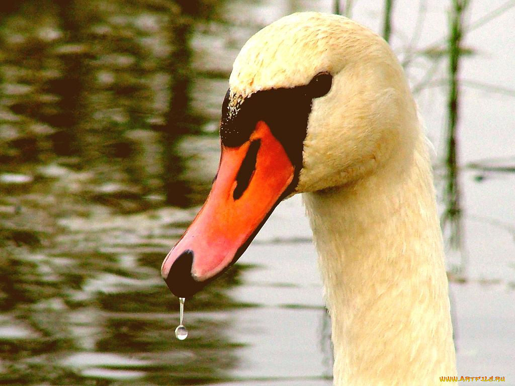 животные, лебеди