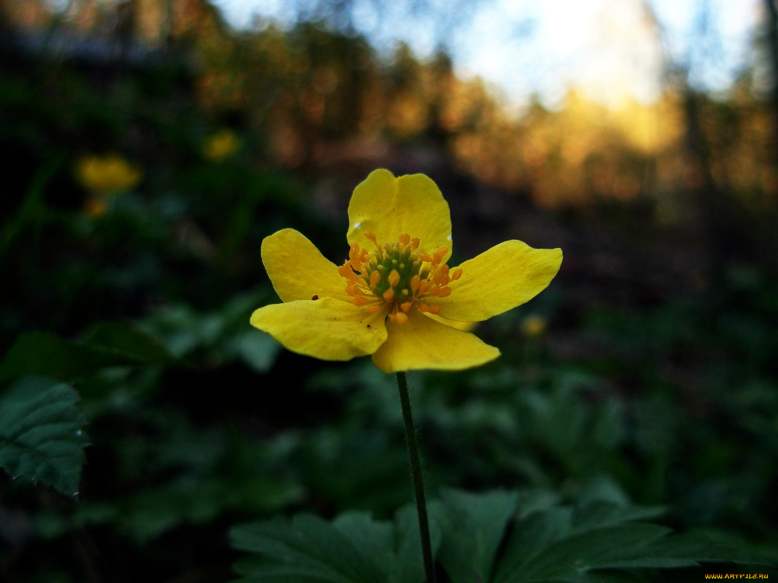 цветы, калужницы, лютики