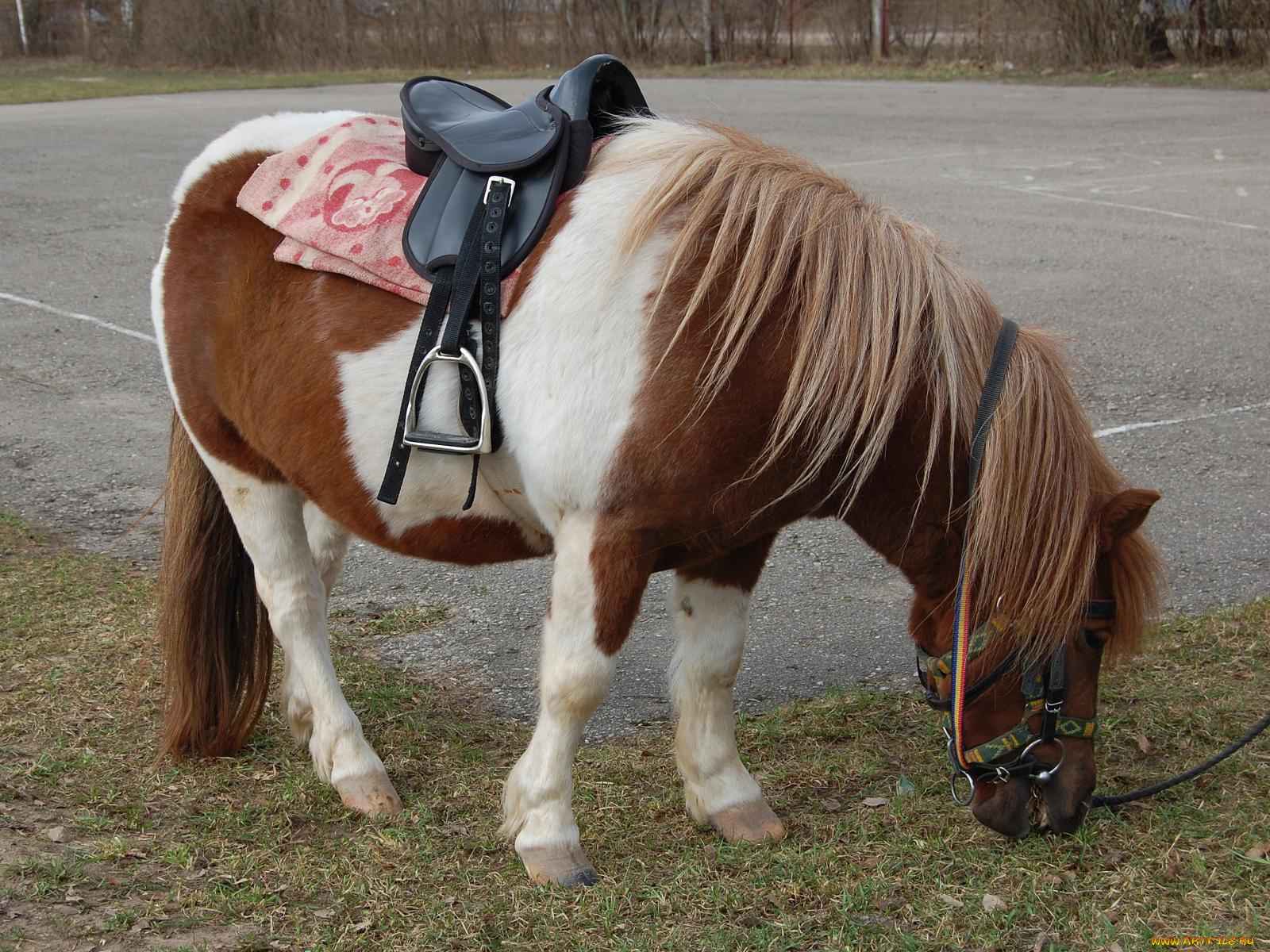 животные, лошади