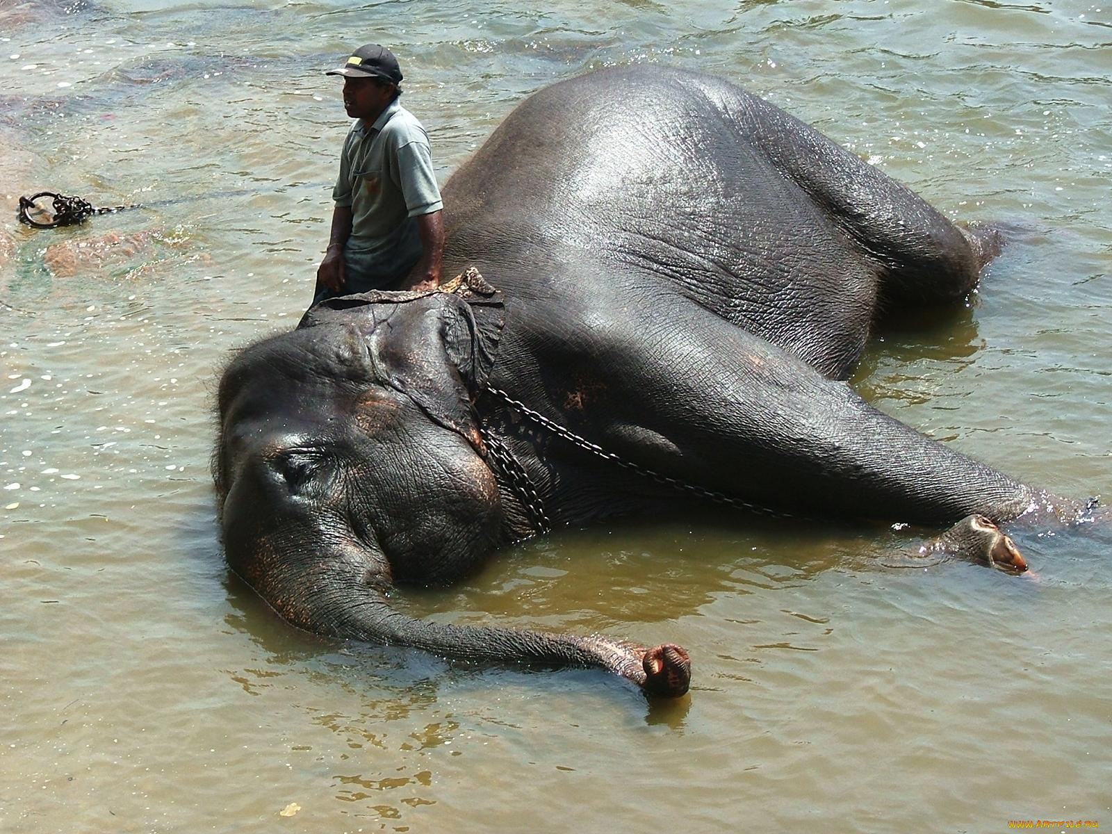 животные, слоны
