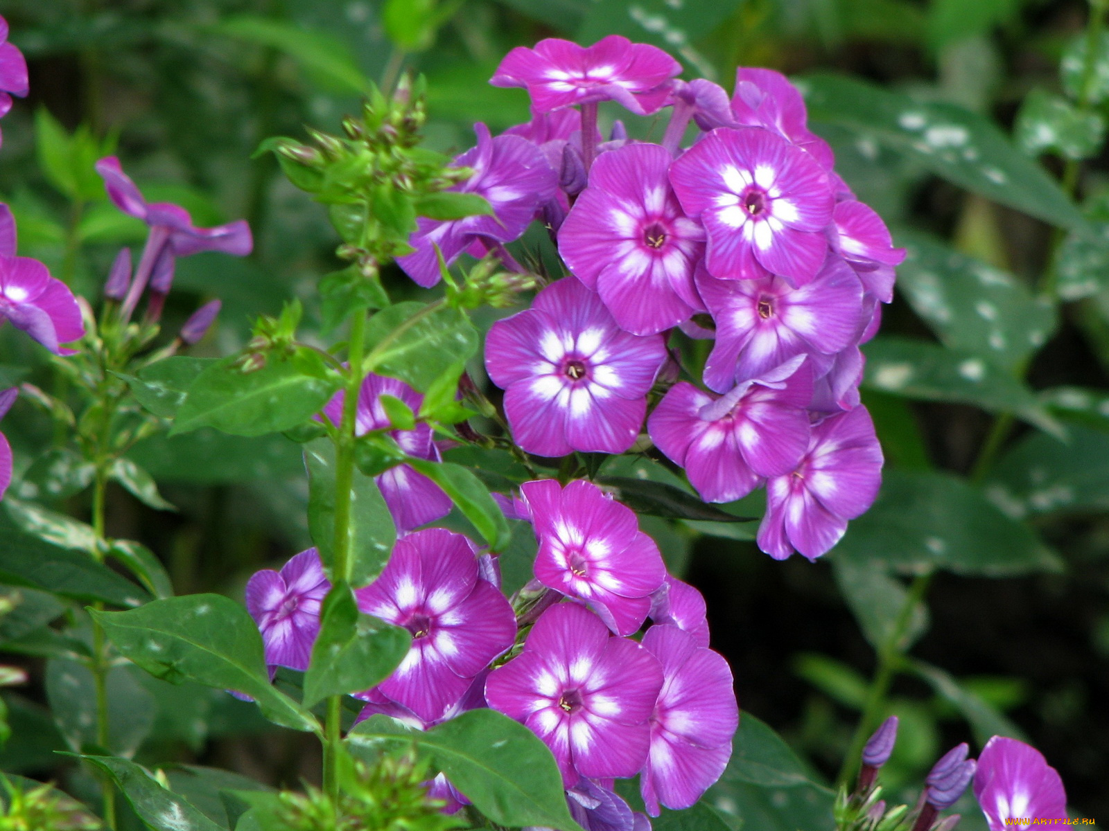 цветы, флоксы