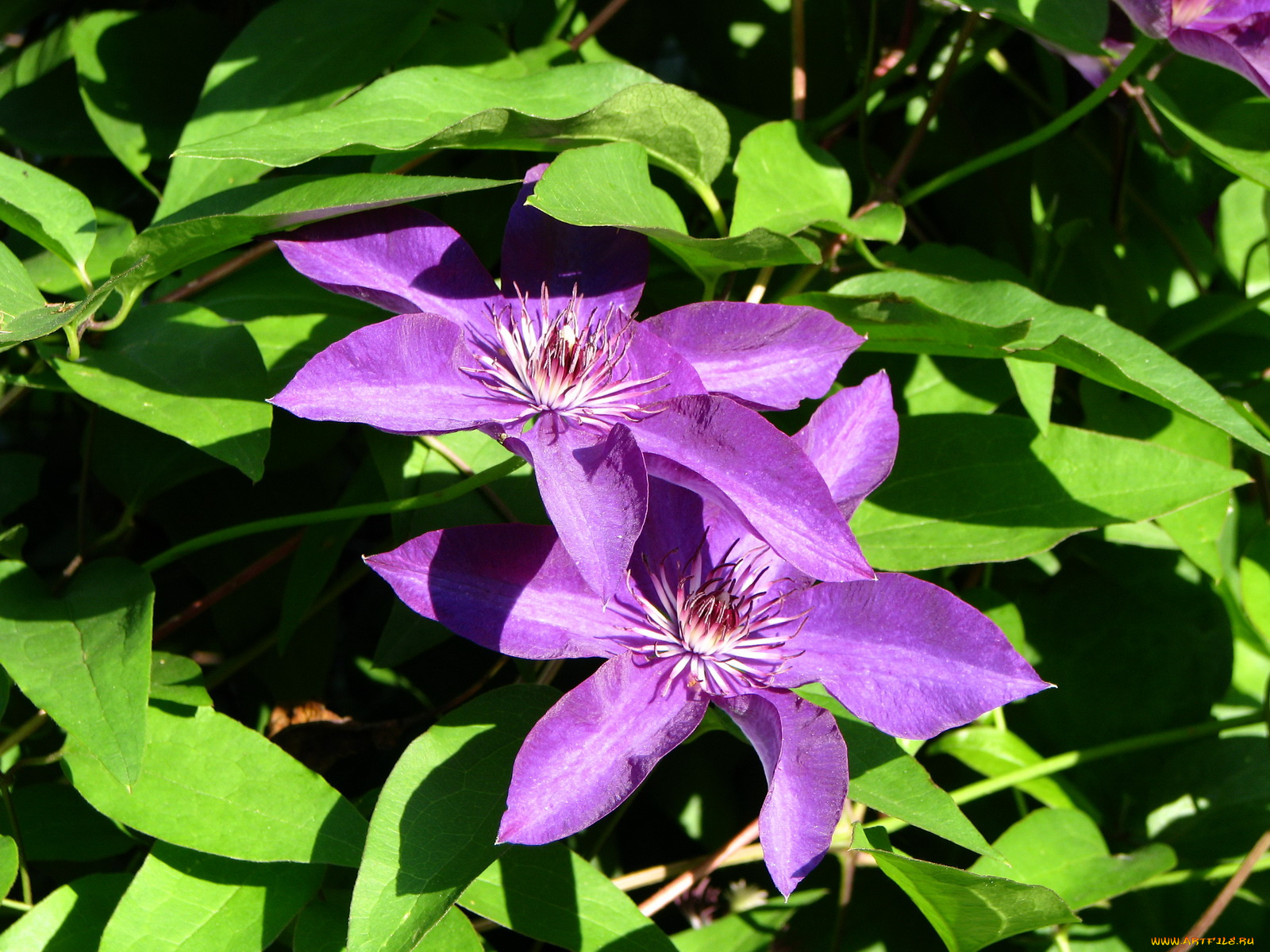 цветы, клематис, ломонос