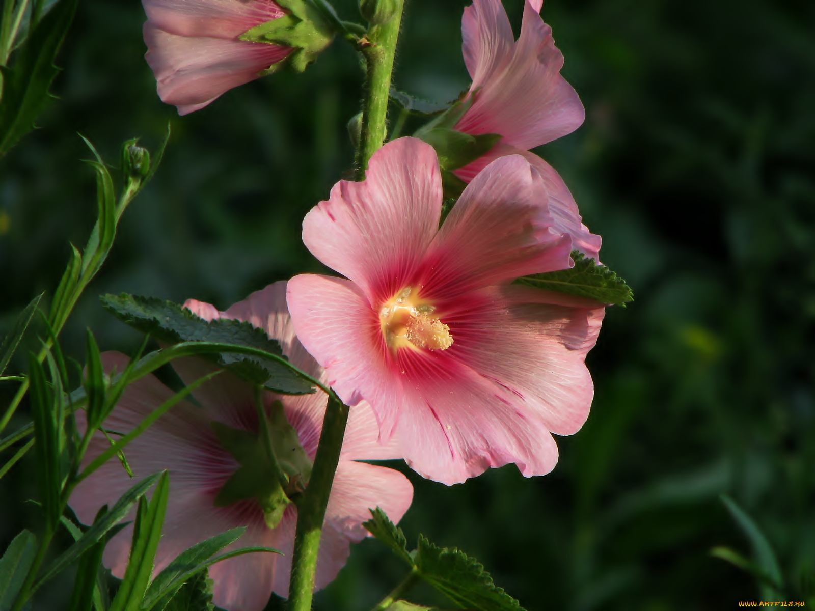 цветы, мальвы