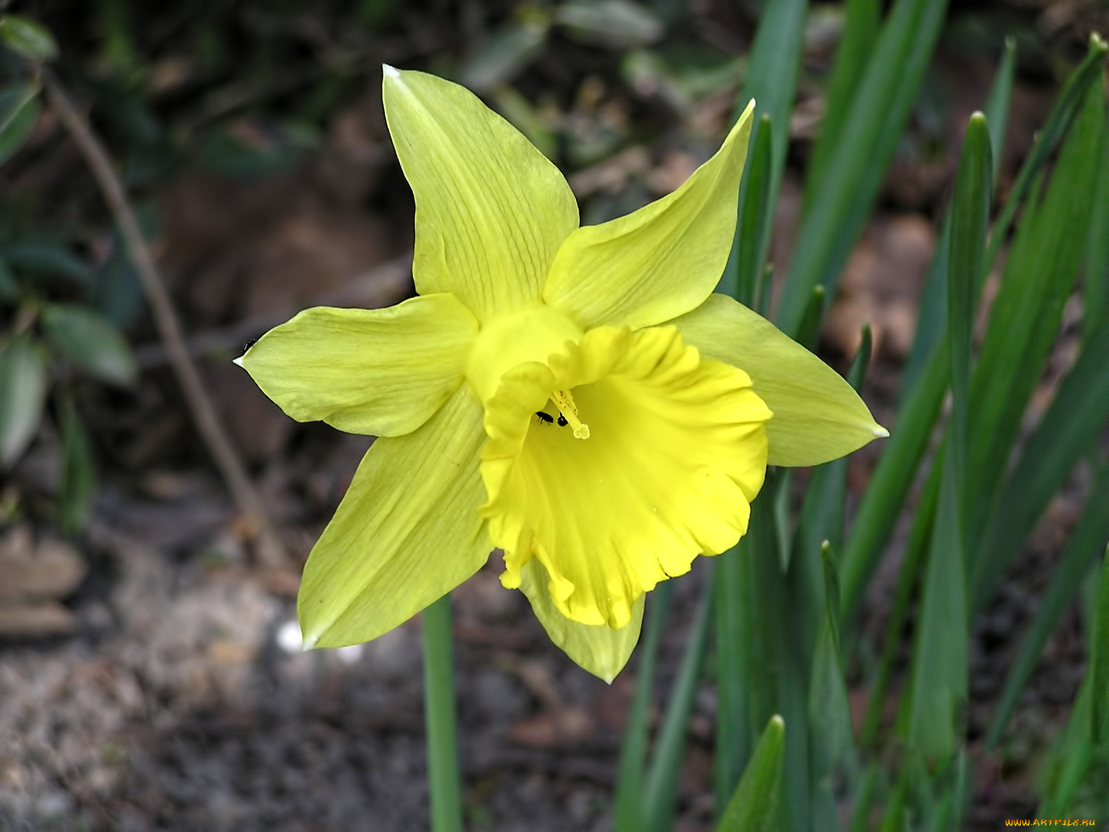 цветы, нарциссы