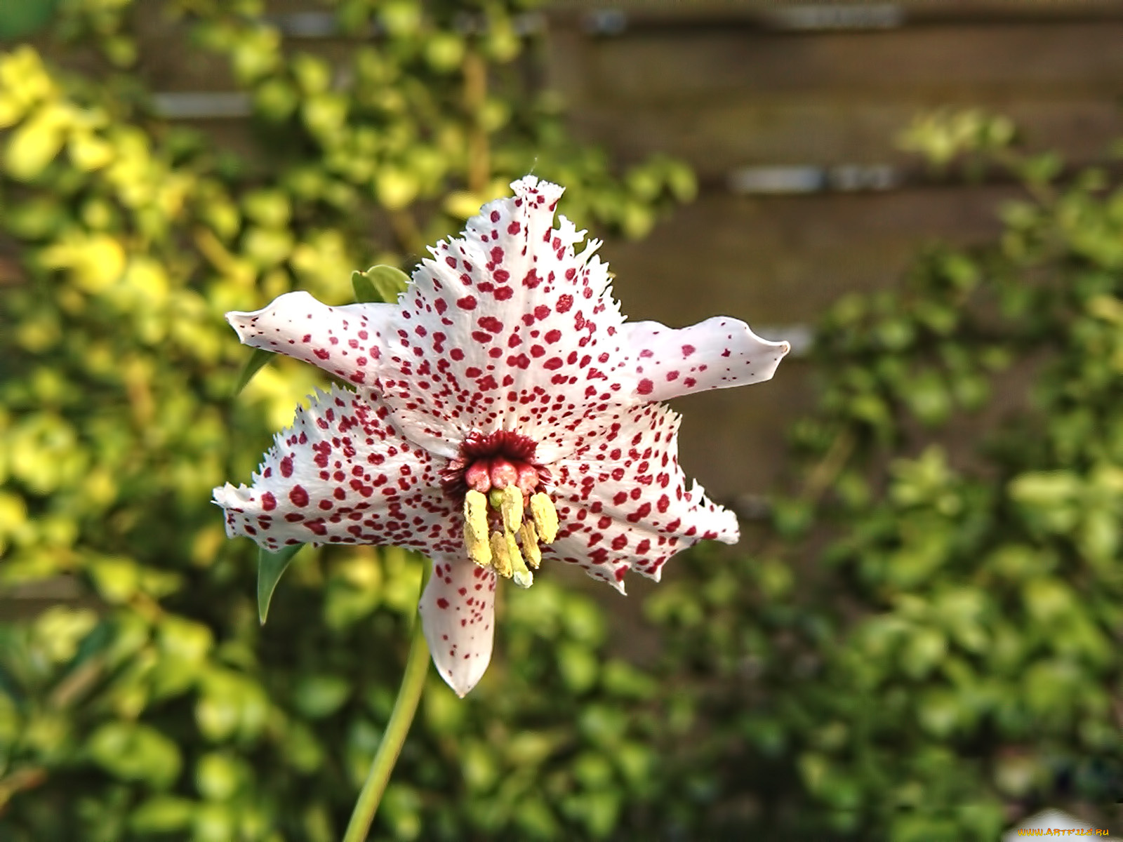 цветы, орхидеи