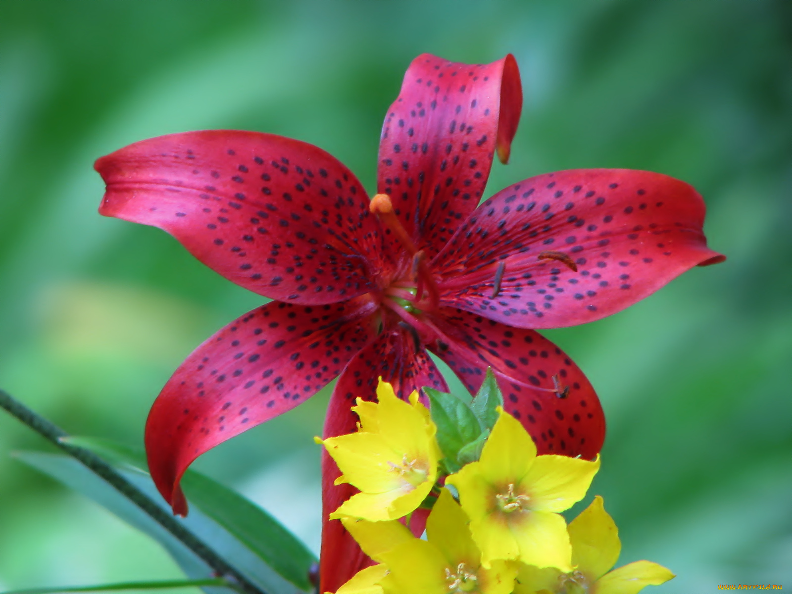 цветы, разные, вместе