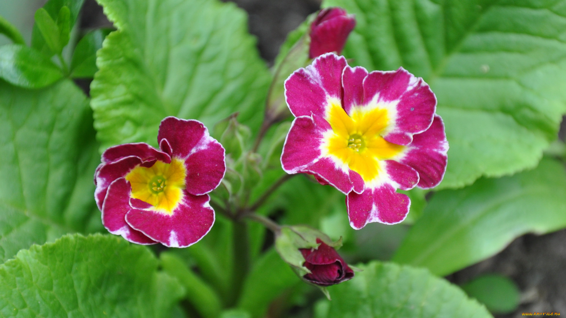 цветы, примулы, примула