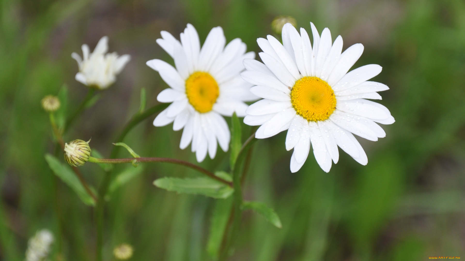 цветы, ромашки
