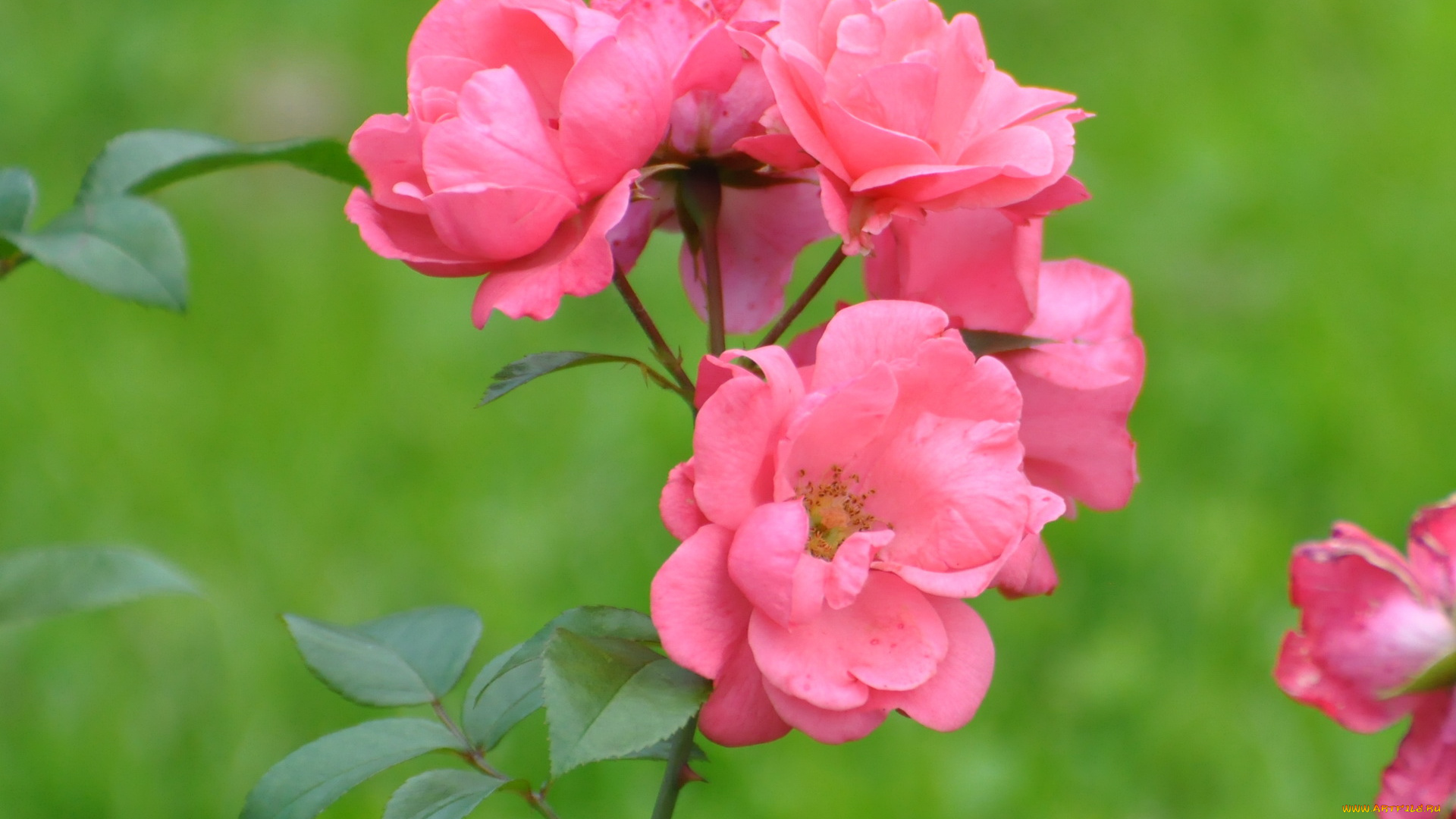 цветы, розы