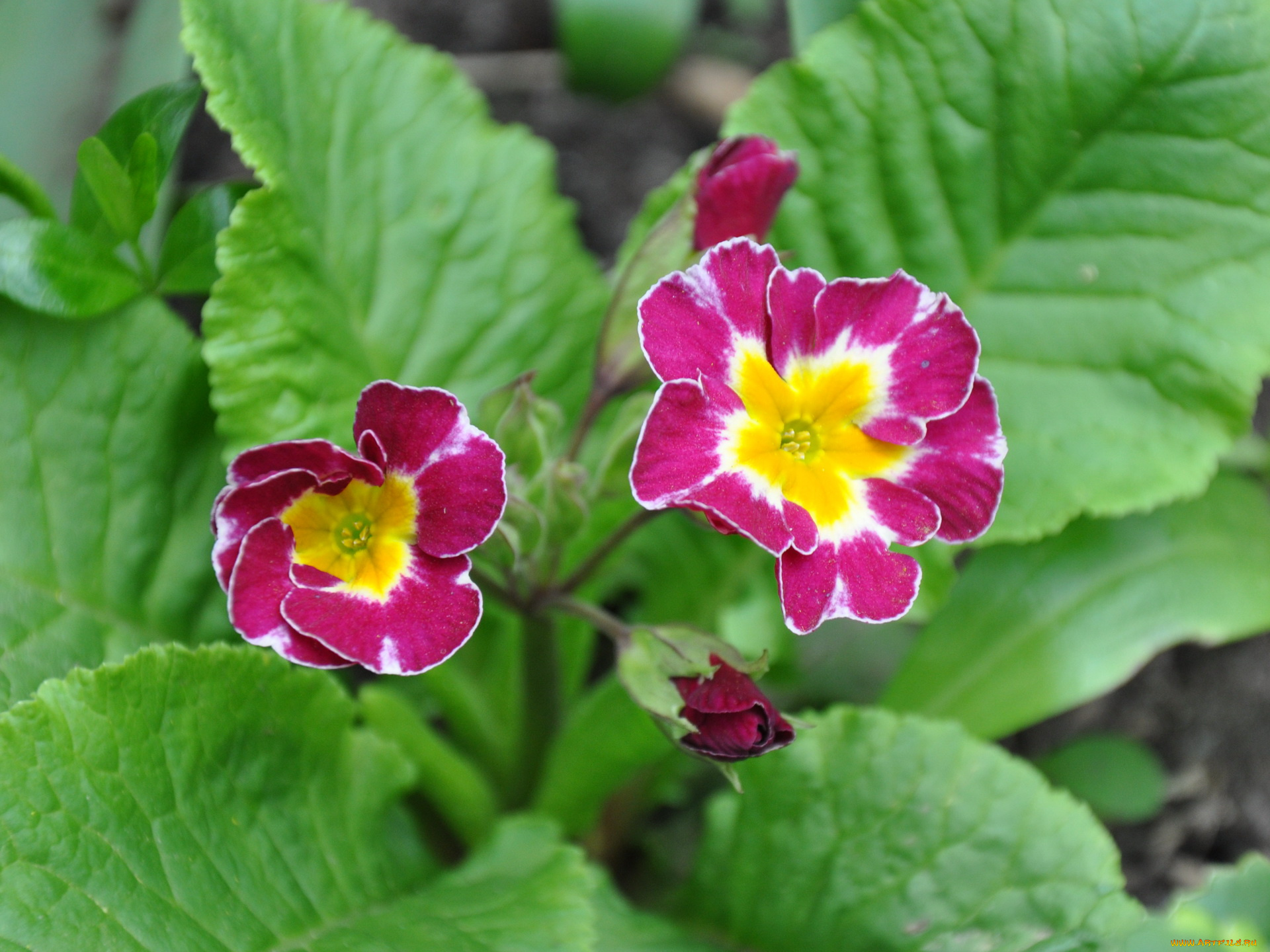 цветы, примулы, примула