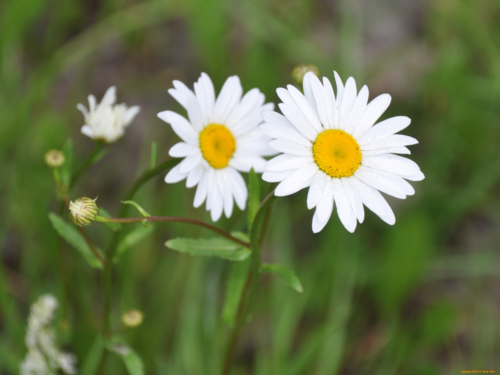 цветы, ромашки