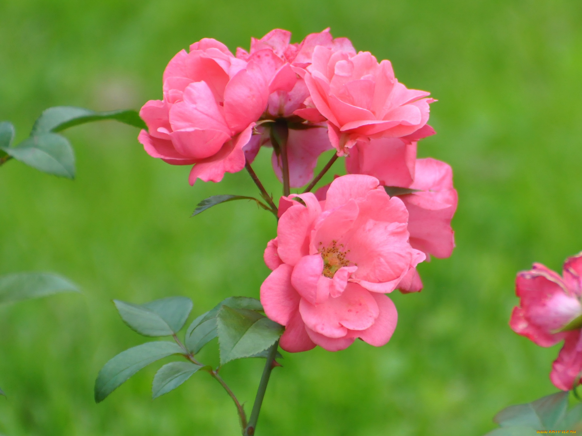 цветы, розы