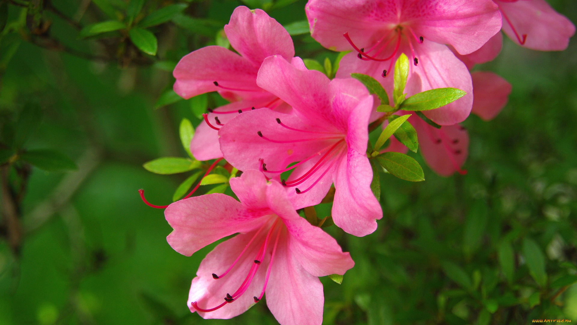 цветы, рододендроны, азалии