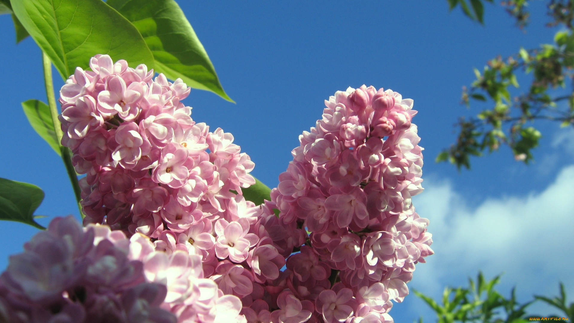 цветы, сирень, розовый, нежность