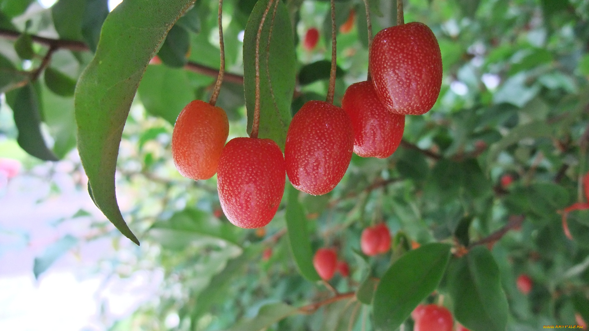 природа, Ягоды