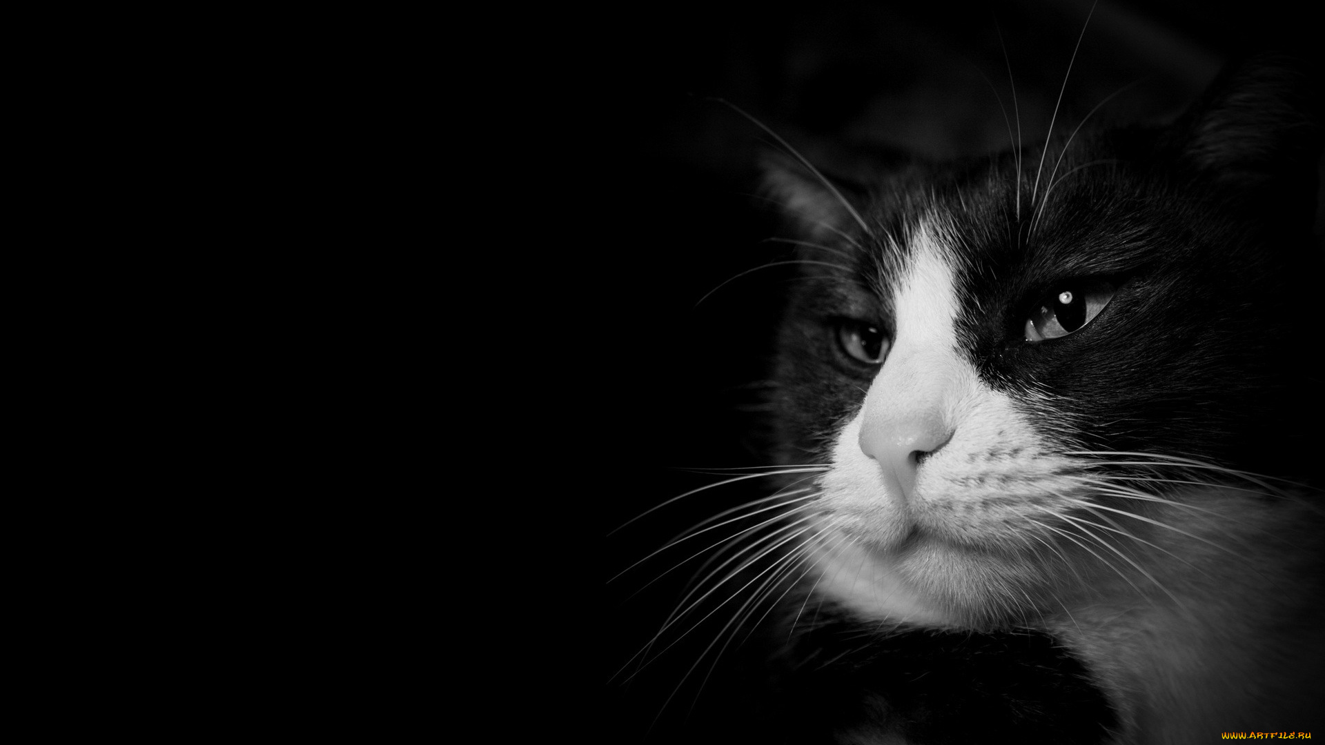 животные, коты