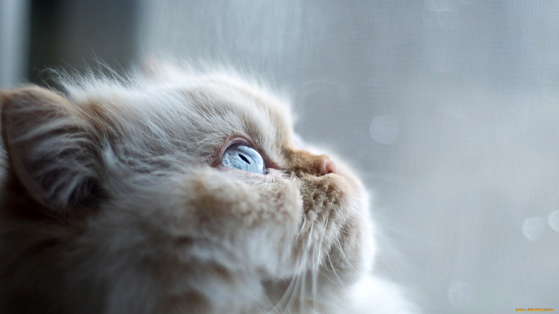 животные, коты, пепельный, взгляд, пушистый