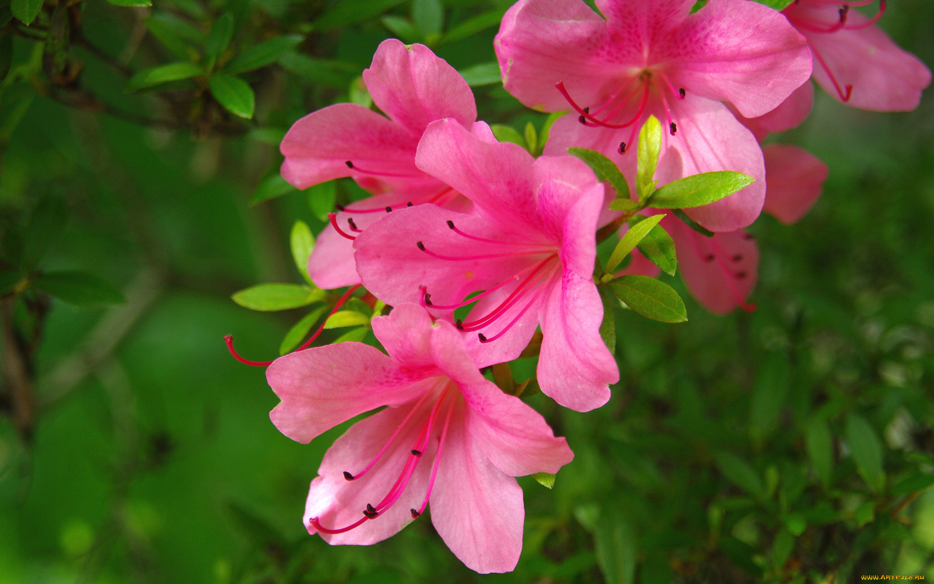 цветы, рододендроны, азалии
