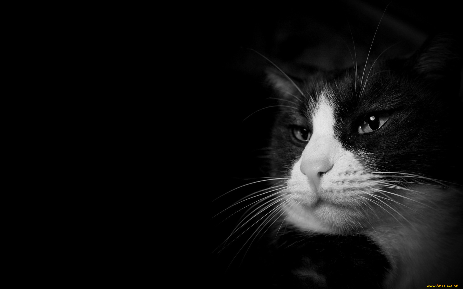 животные, коты