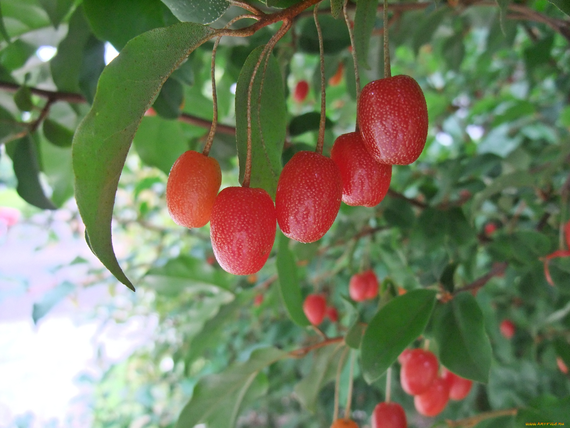 природа, Ягоды