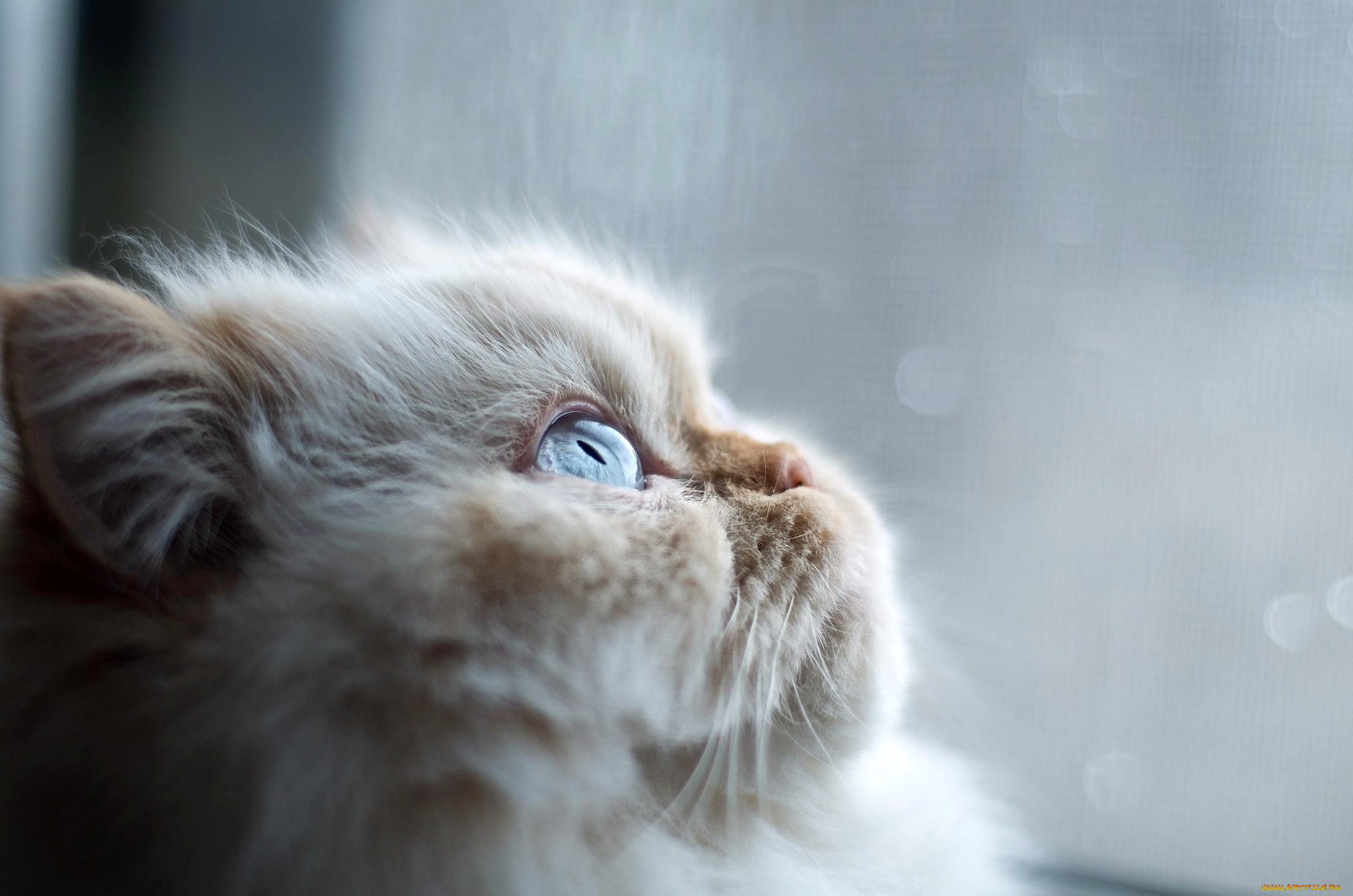 животные, коты, пепельный, взгляд, пушистый