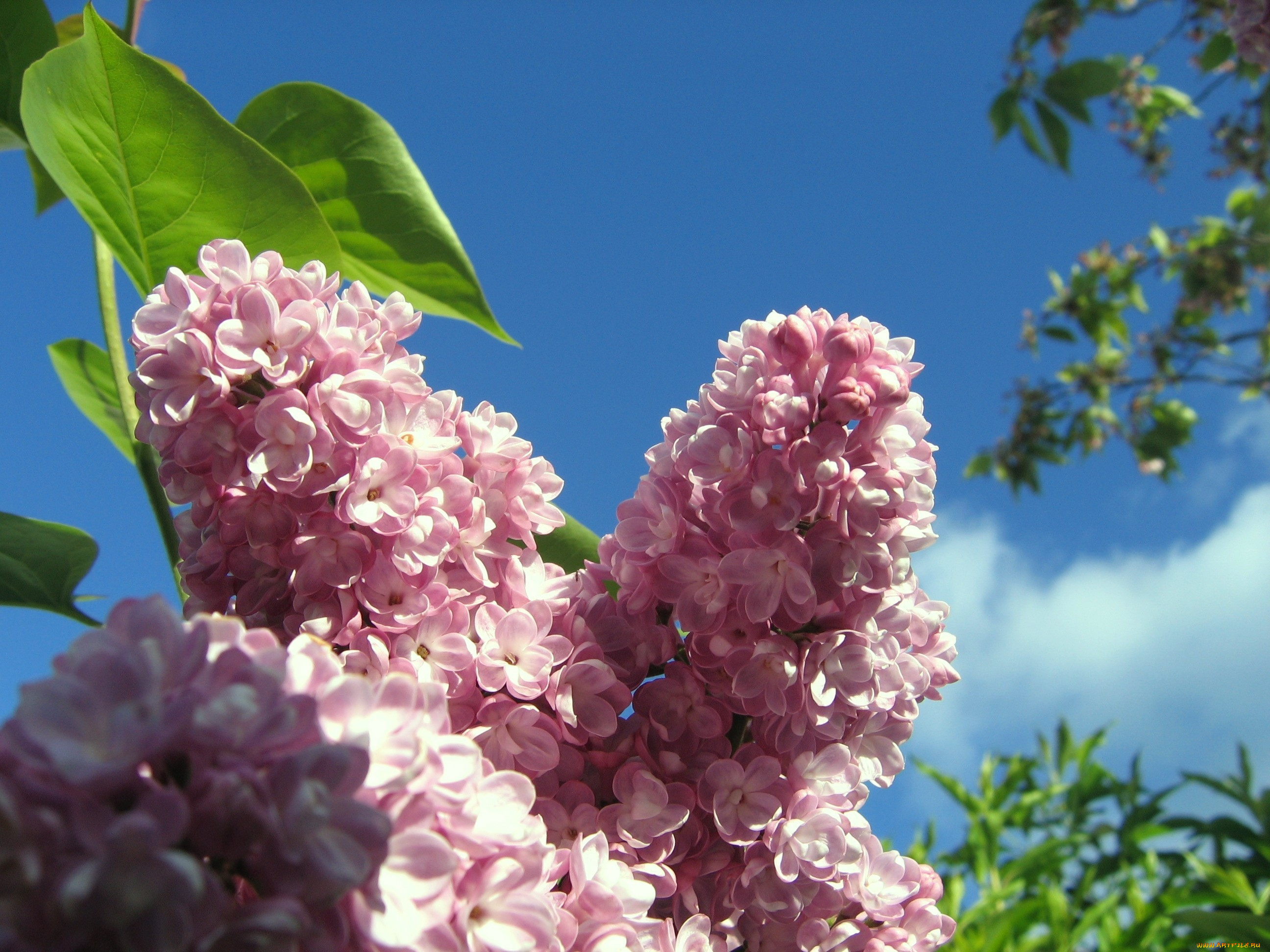 цветы, сирень, розовый, нежность